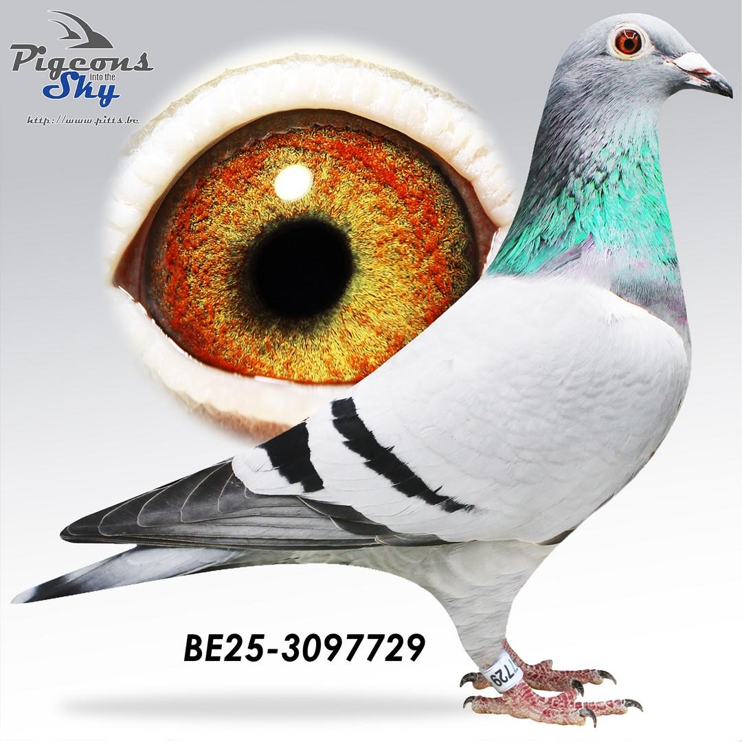 Zoon Nat Perigueux x Eefje 