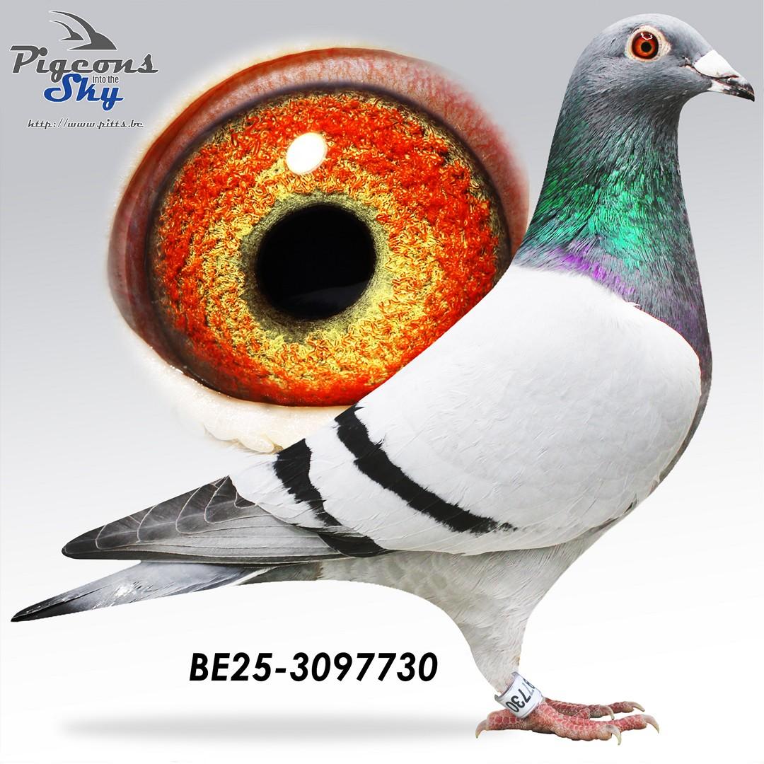 Kleinzoon New Freddy x Rainbow Conny 