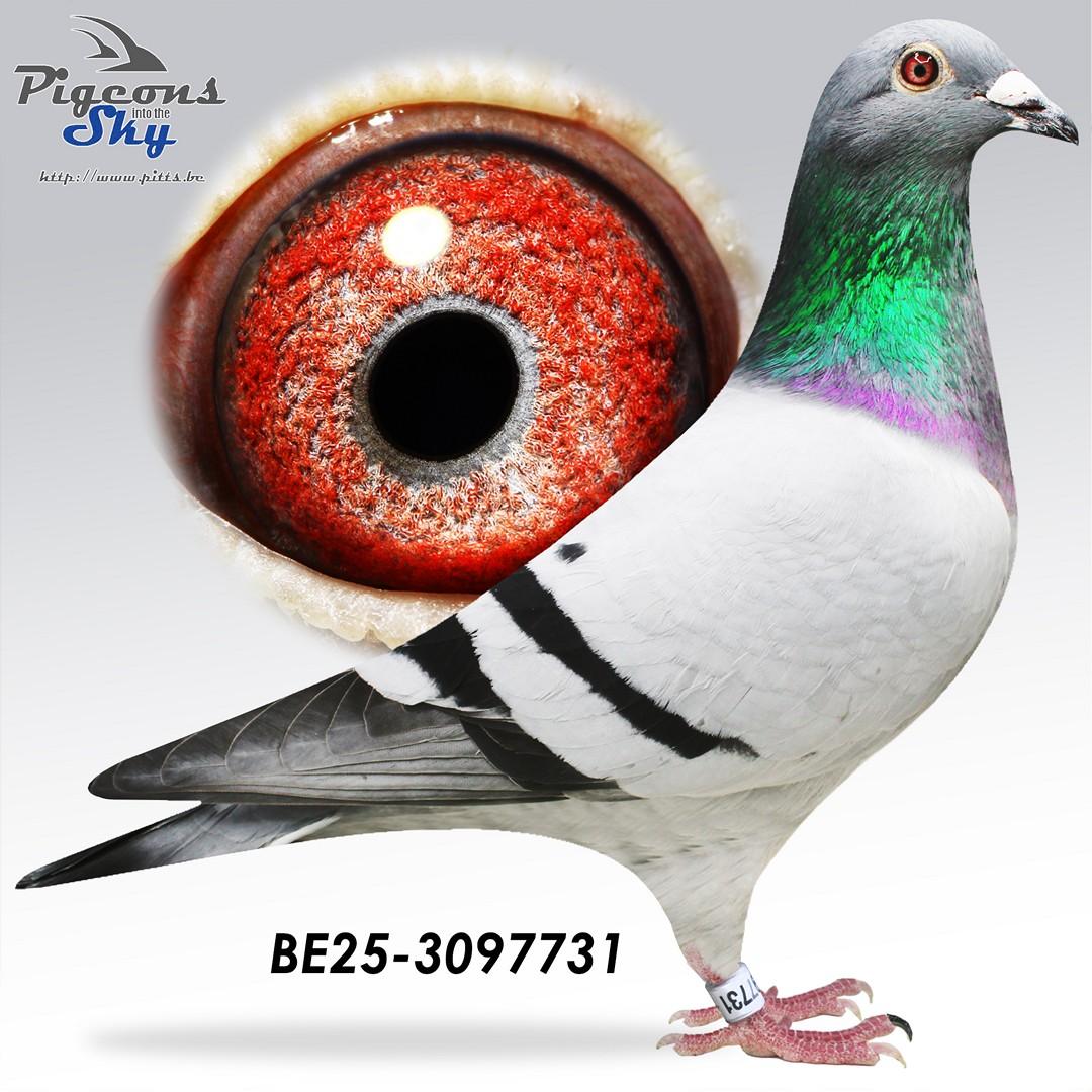 Kleinzoon New Freddy x Rainbow Conny 