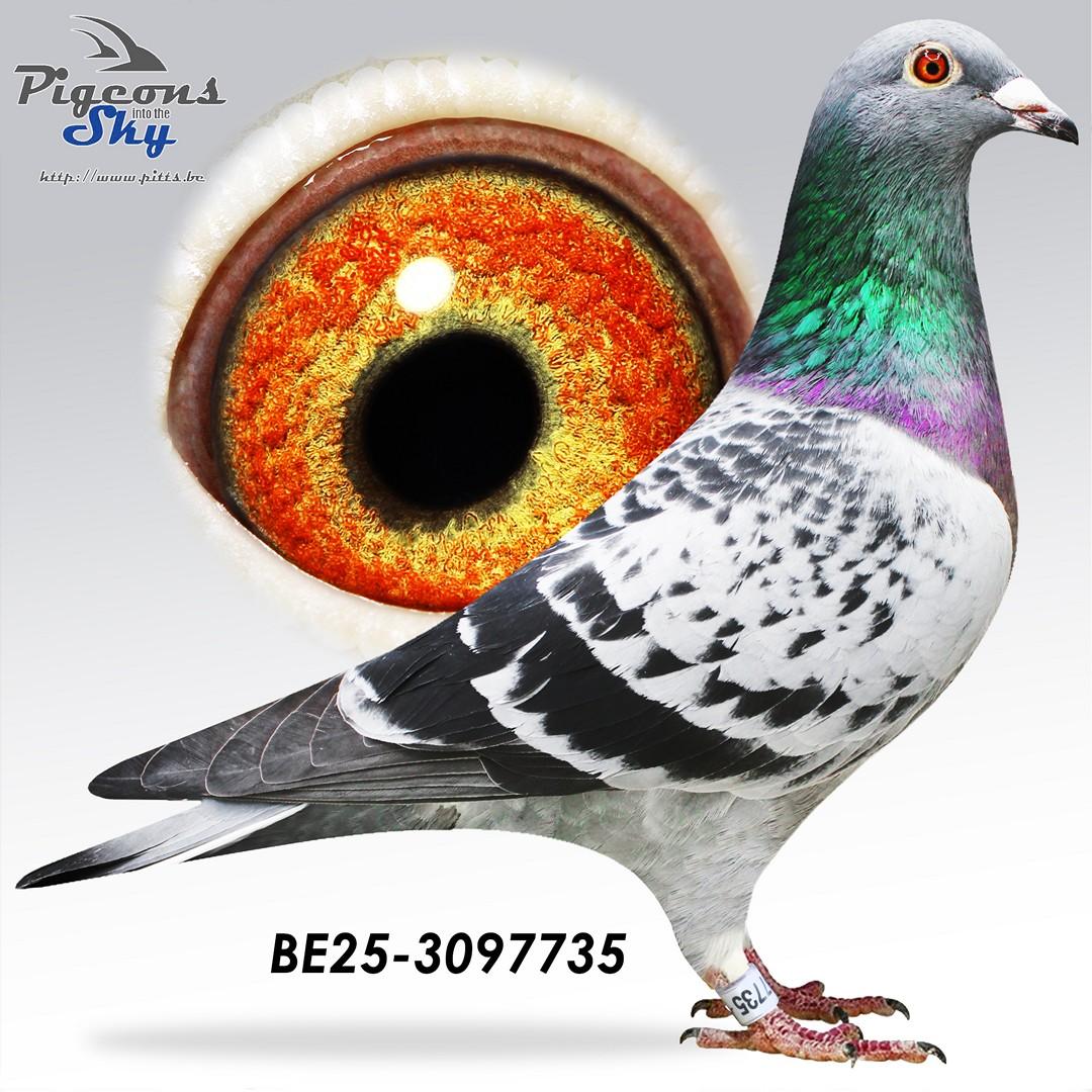 Zoon 3° Nat x Dochter Nieuwe Pol 