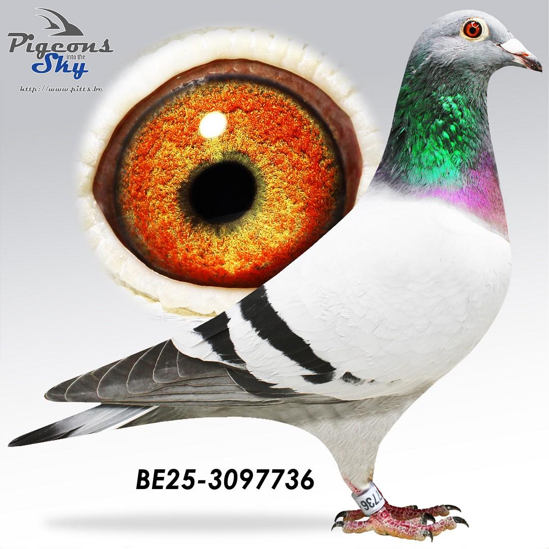 Zoon 3° Nat x Dochter Nieuwe Pol 