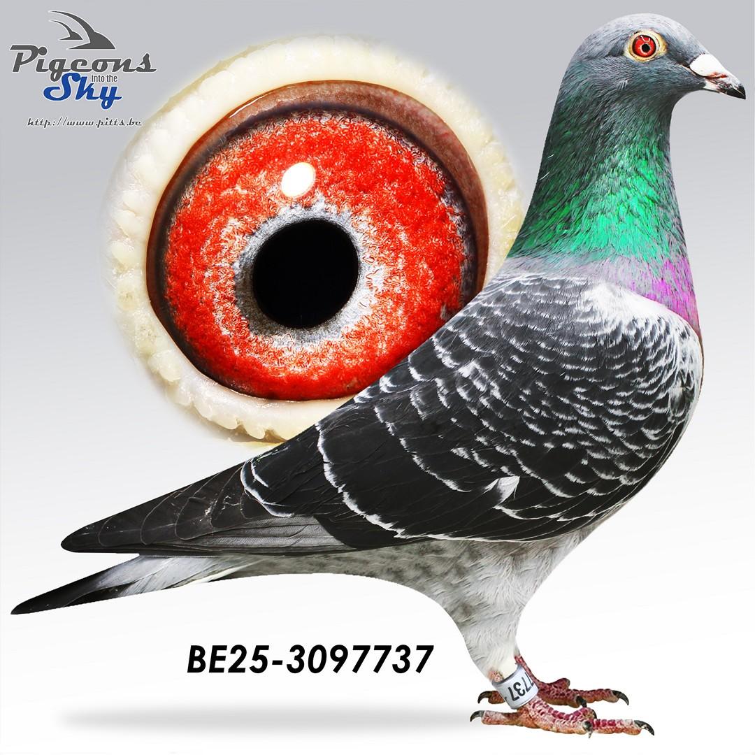 Rainbowluc x Dochter nat 692 