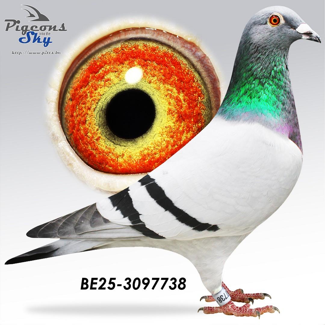 Rainbowluc x Dochter nat 692 