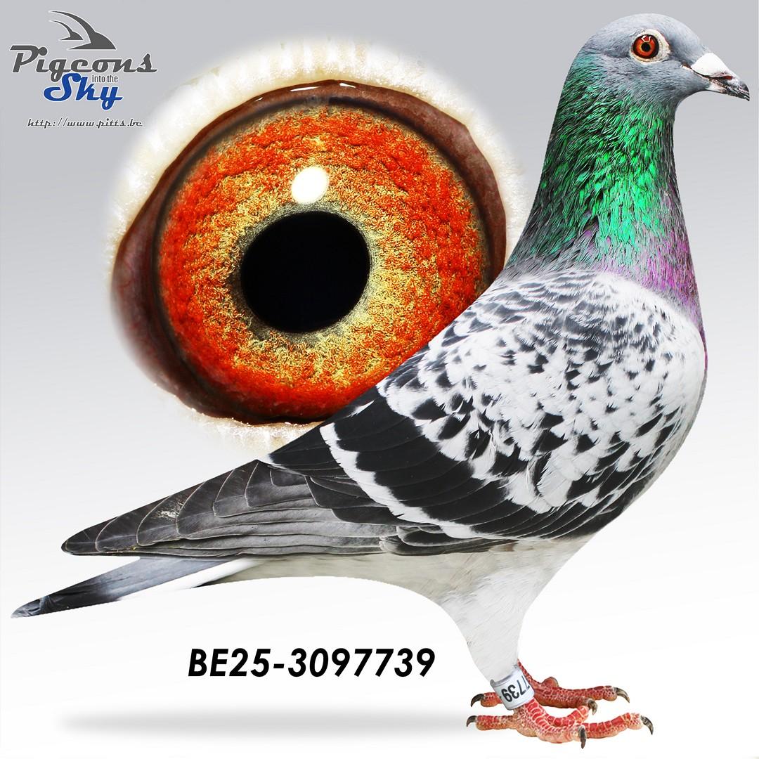 T Goei Donkere x Eenootje 503 