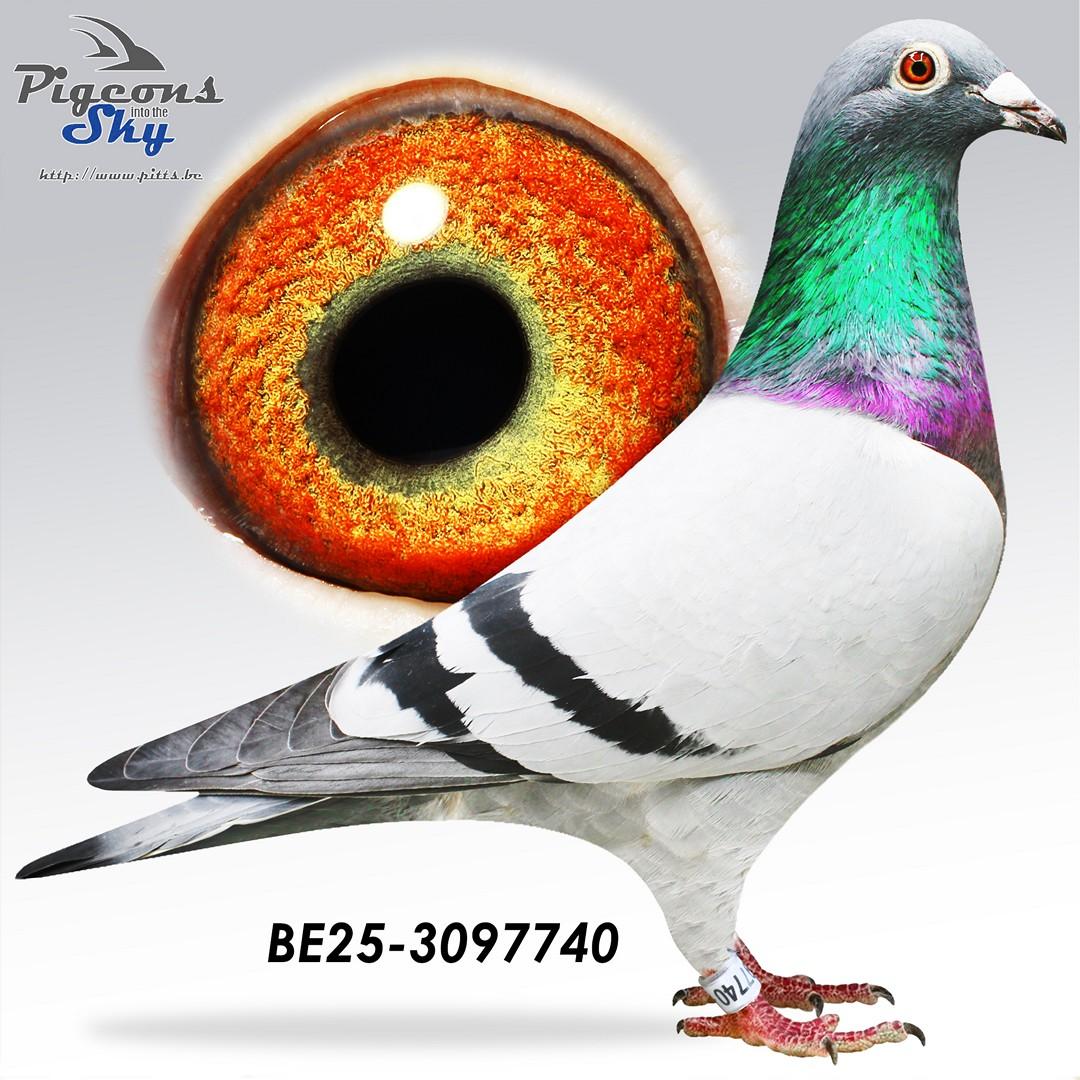 De Blauwe Wim x Dochter Paridaen 