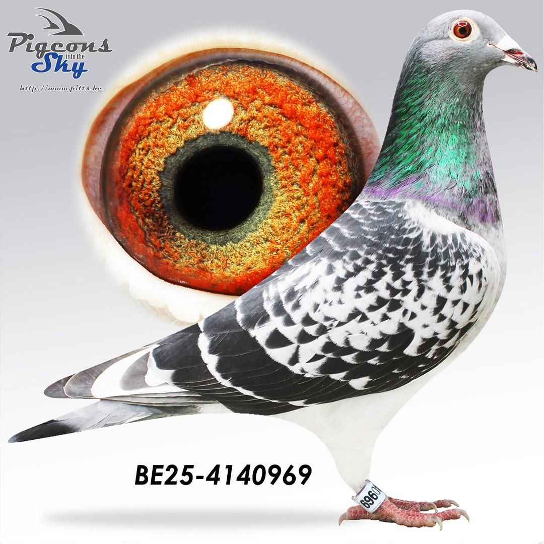 zoon Young Sparrow: 1e provinciaal Narbonne Jaarlingen 2023 