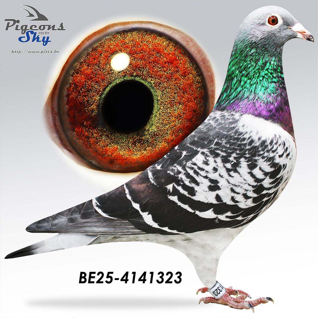 Kempeneers Valère & Dina x Ko van Dommelen 