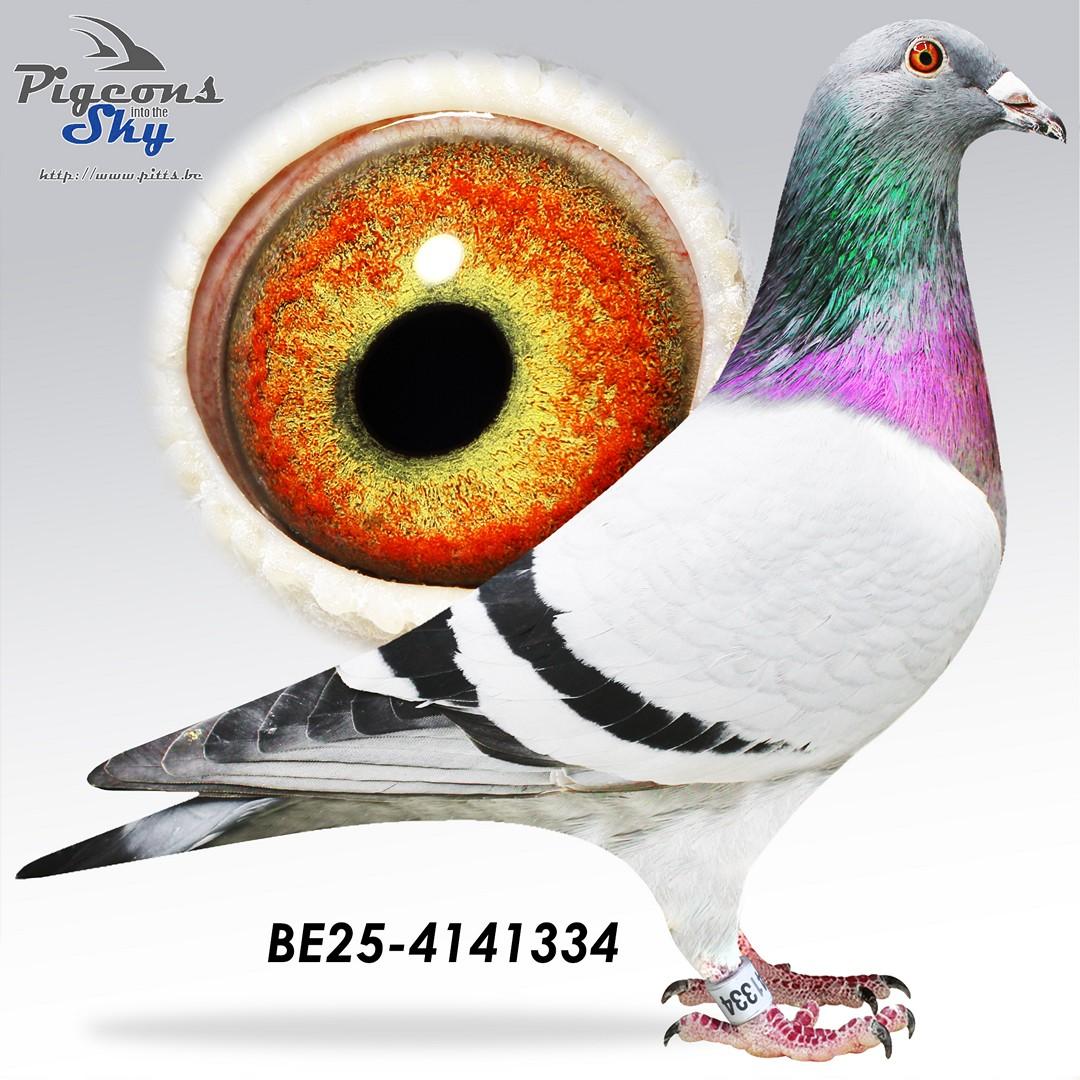 1/2 zus Saartje 608/22: 1e Nationale Asduif Narbonne 2023/2024 