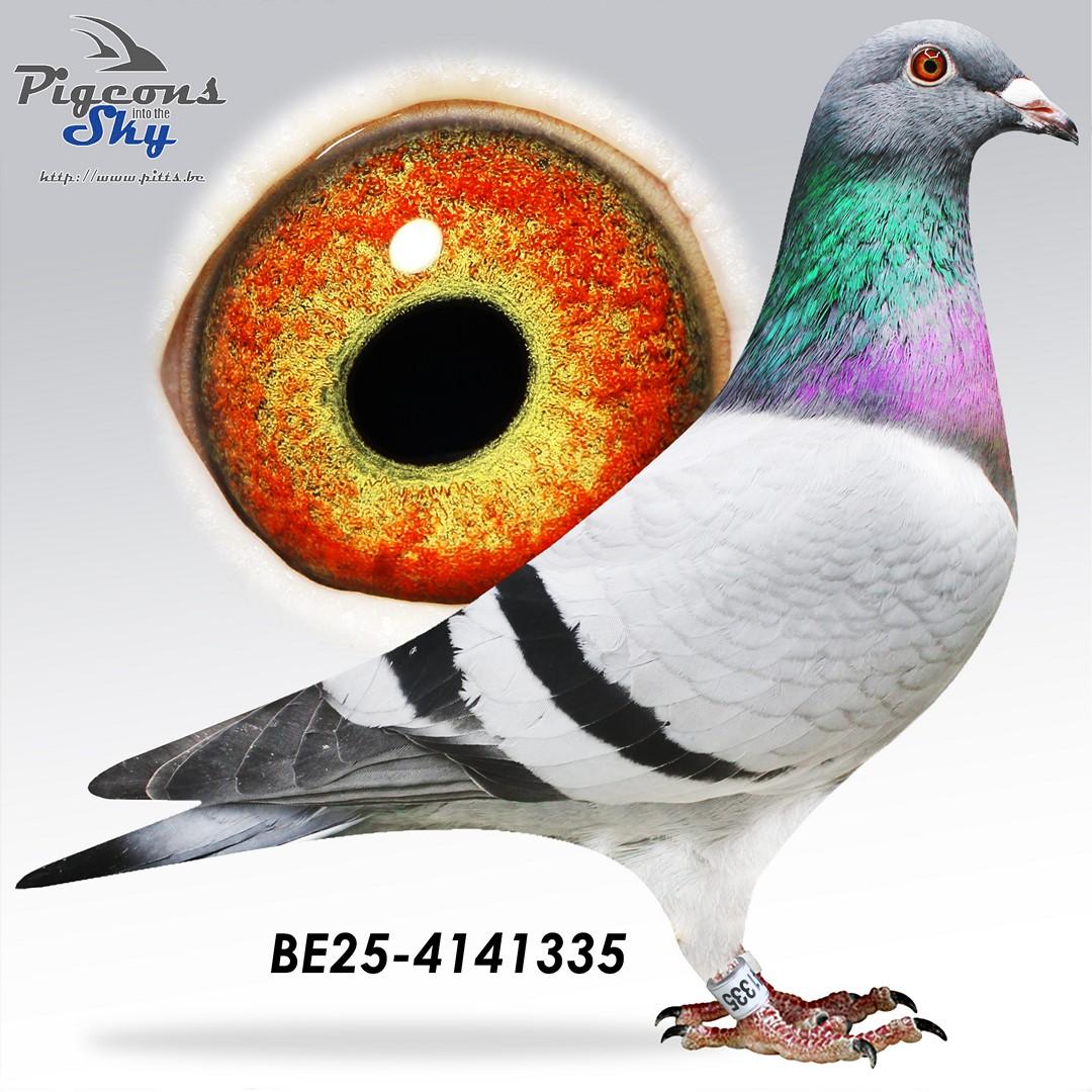 1/2 zus Saartje 608/22: 1e Nationale Asduif Narbonne 2023/2024 