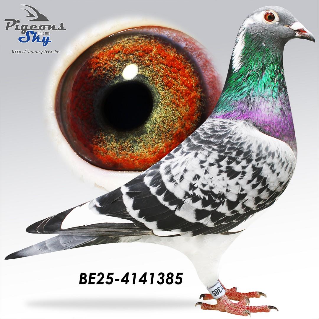 zoon Young Sparrow: 1e provinciaal Narbonne Jaarlingen 2023 