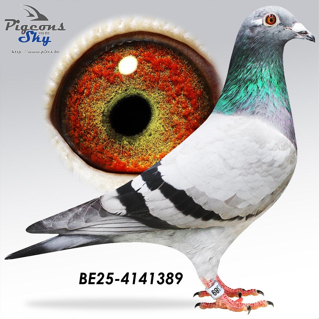 inteelt Jill, Jelle Jellema, kldtr De Cahors, Piet de Vogel 