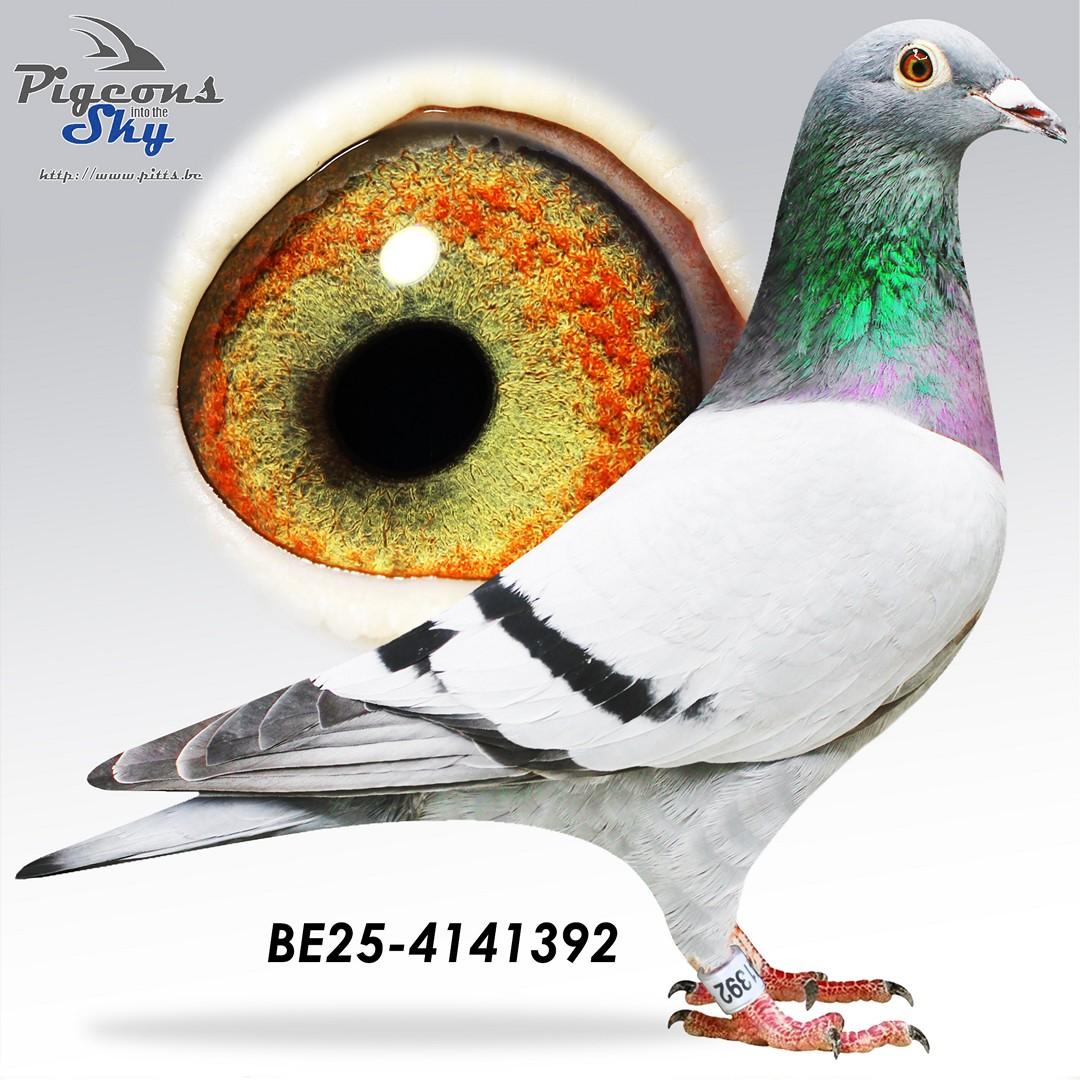 1/2 broer 69e Provinciaal Marseille '25, 4/61 Pau '25, 9/100 Narbonne '24