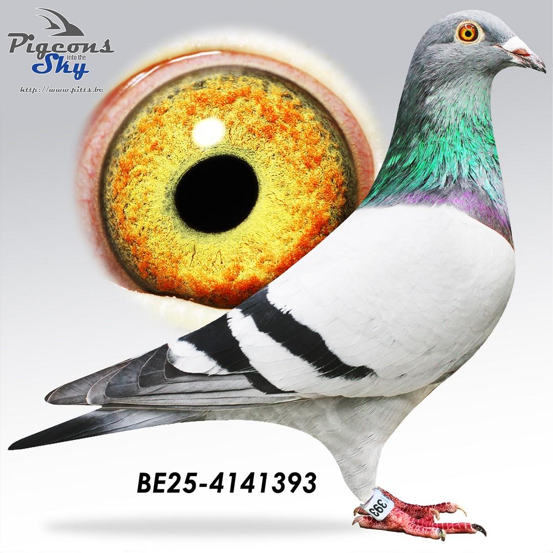 100% J. Jellema, broer 092/20 is vader van 10e Belgische Olympiadeduif Marathon '22-'23 