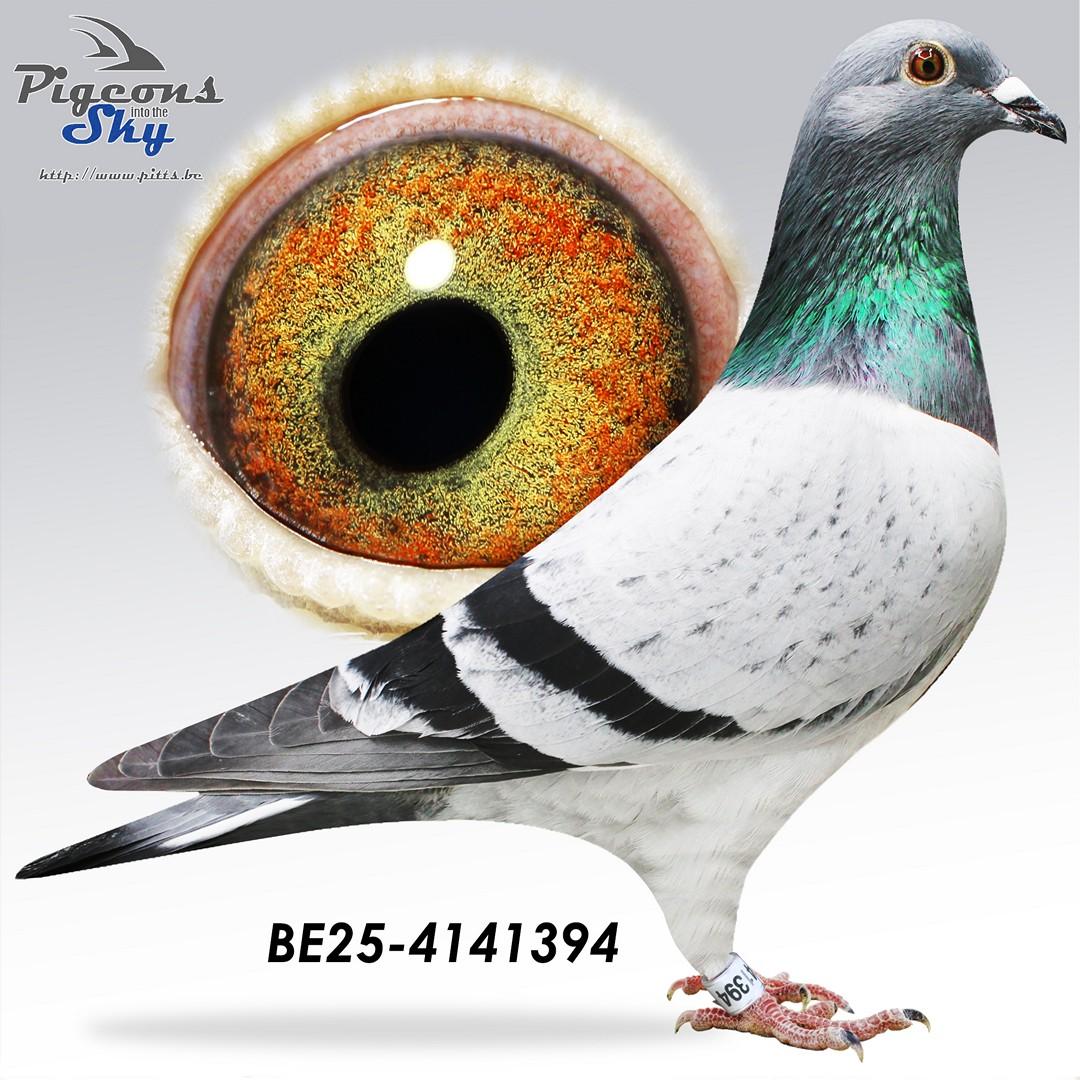 100% J. Jellema, broer 092/20 is vader van 10e Belgische Olympiadeduif Marathon '22-'23 