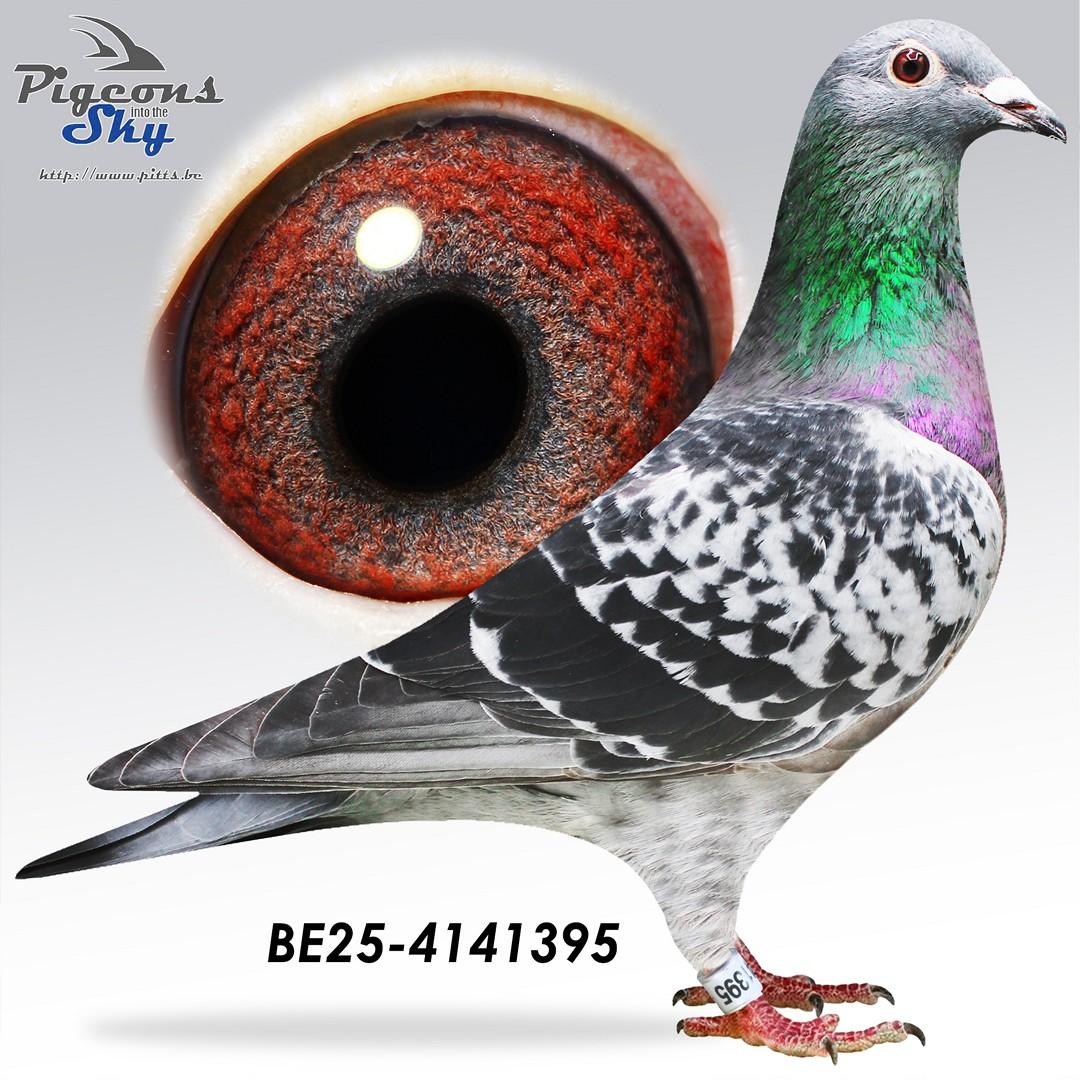 1/2 zus Young Sparrow 1e Prov Narbonne Jl 2023,  lijn Coming Man, Cor de Heijde 