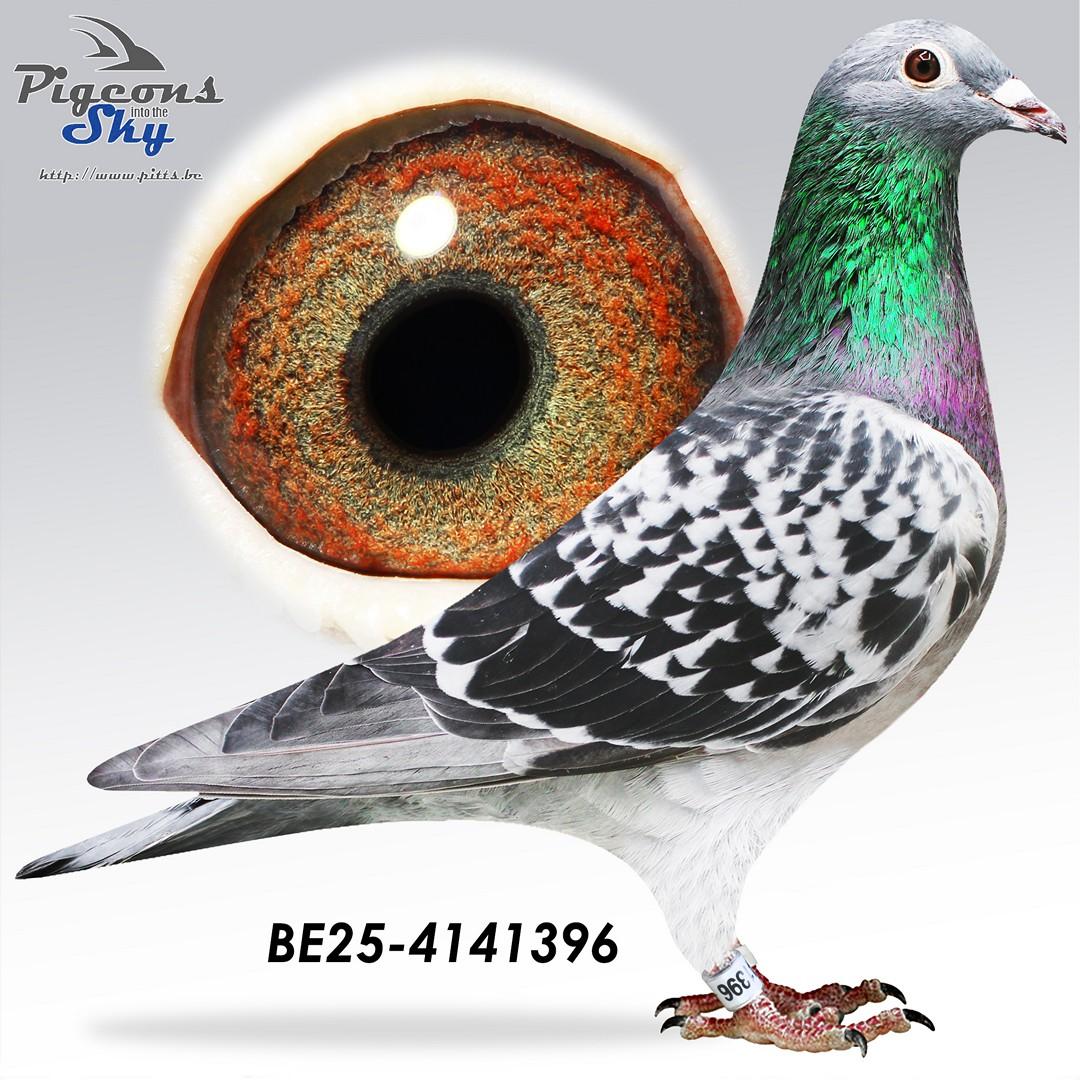 1/2 zus Young Sparrow 1e Prov Narbonne Jl 2023,  lijn Coming Man, Cor de Heijde