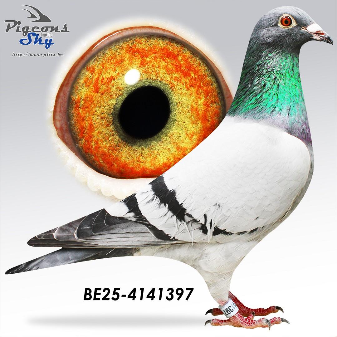 zoon Daani 287/20: 29e Nationaal Perpignan 2024 en 8/8 op de marathon 