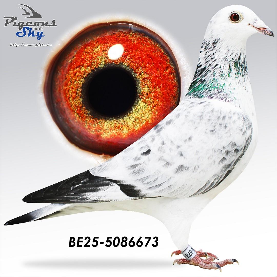 Daughter 2° Prov KBDB 