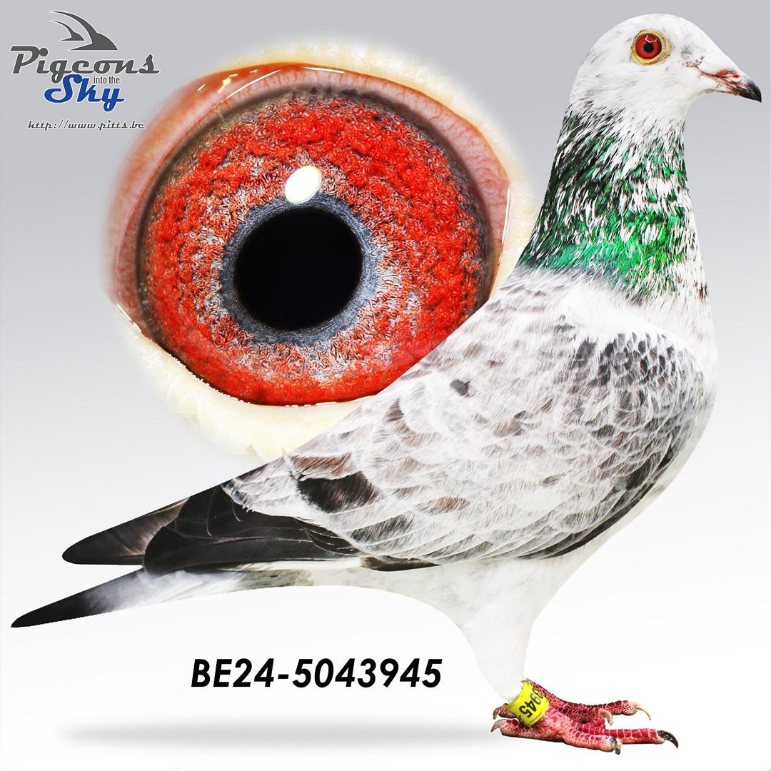 Son 2° Prov As KBDB 