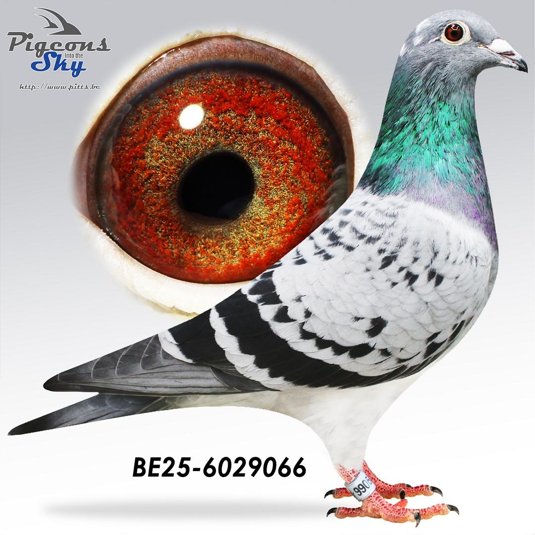 Zoon De Speciale Grijze x Blauwe Kris 