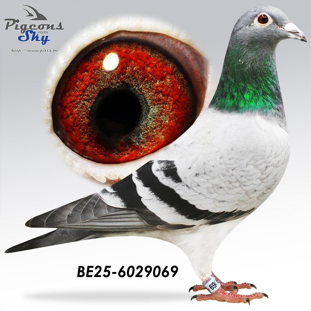 Donkere Witte x Lijn Kris Cleirbaut 