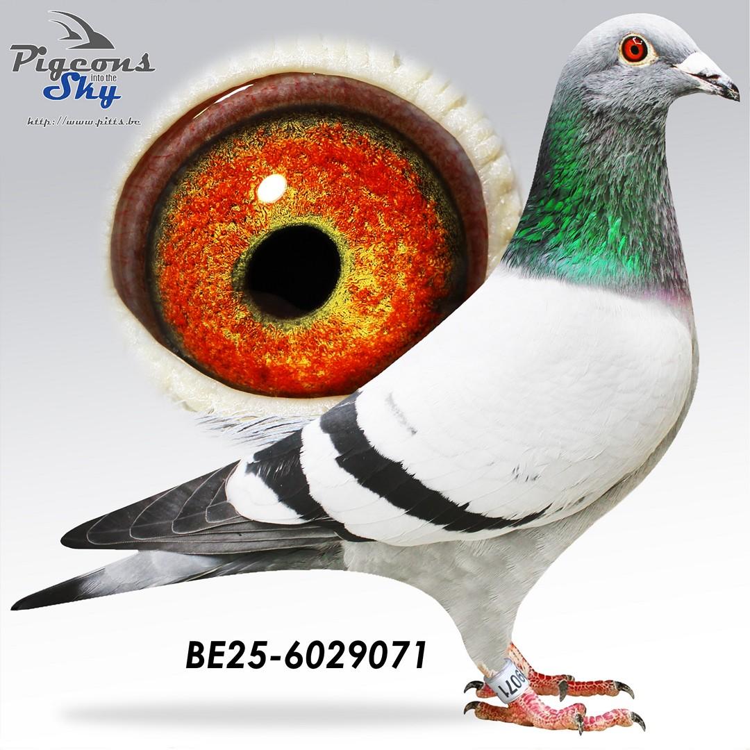 Lijn Super Bolt x Lijn Maris Roger 