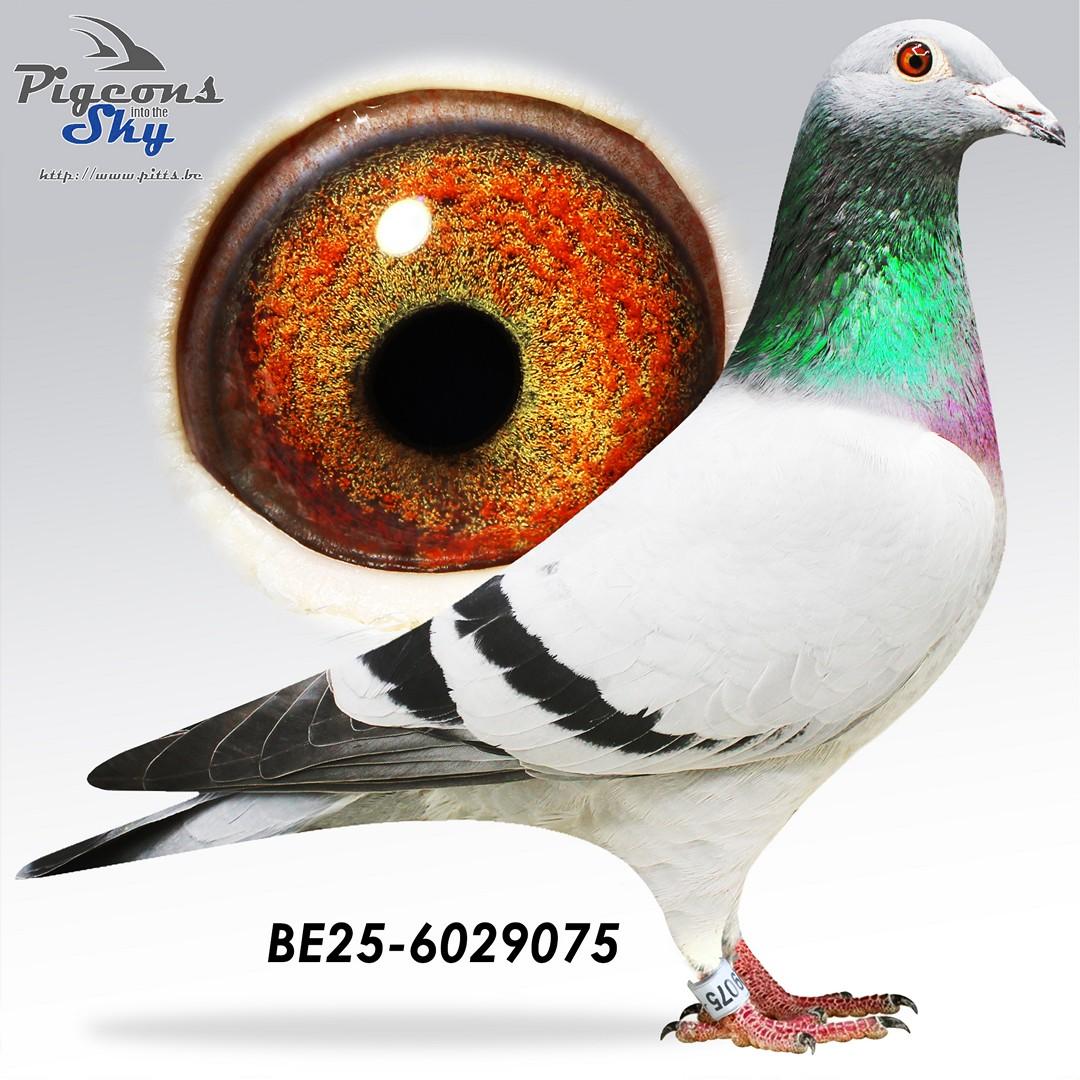 Zoon vader as Quievrain x Mother Olympia 