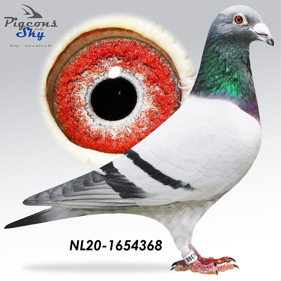 Son Joyce x Dochter - Original Herman Hendrix & Zn