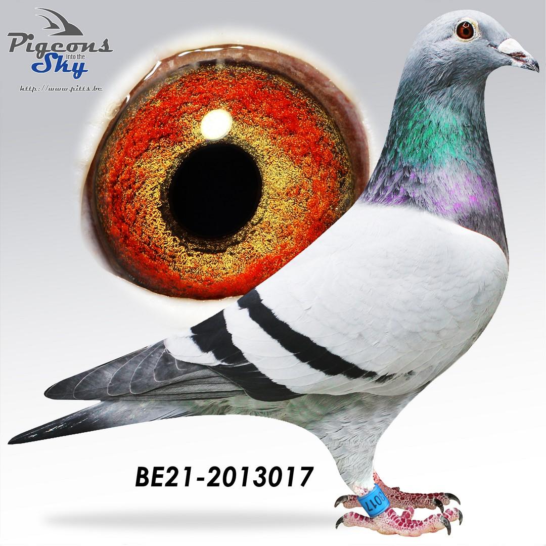 Son New Laureaat x Dochter Gilbert - Original De Schepper Rudy