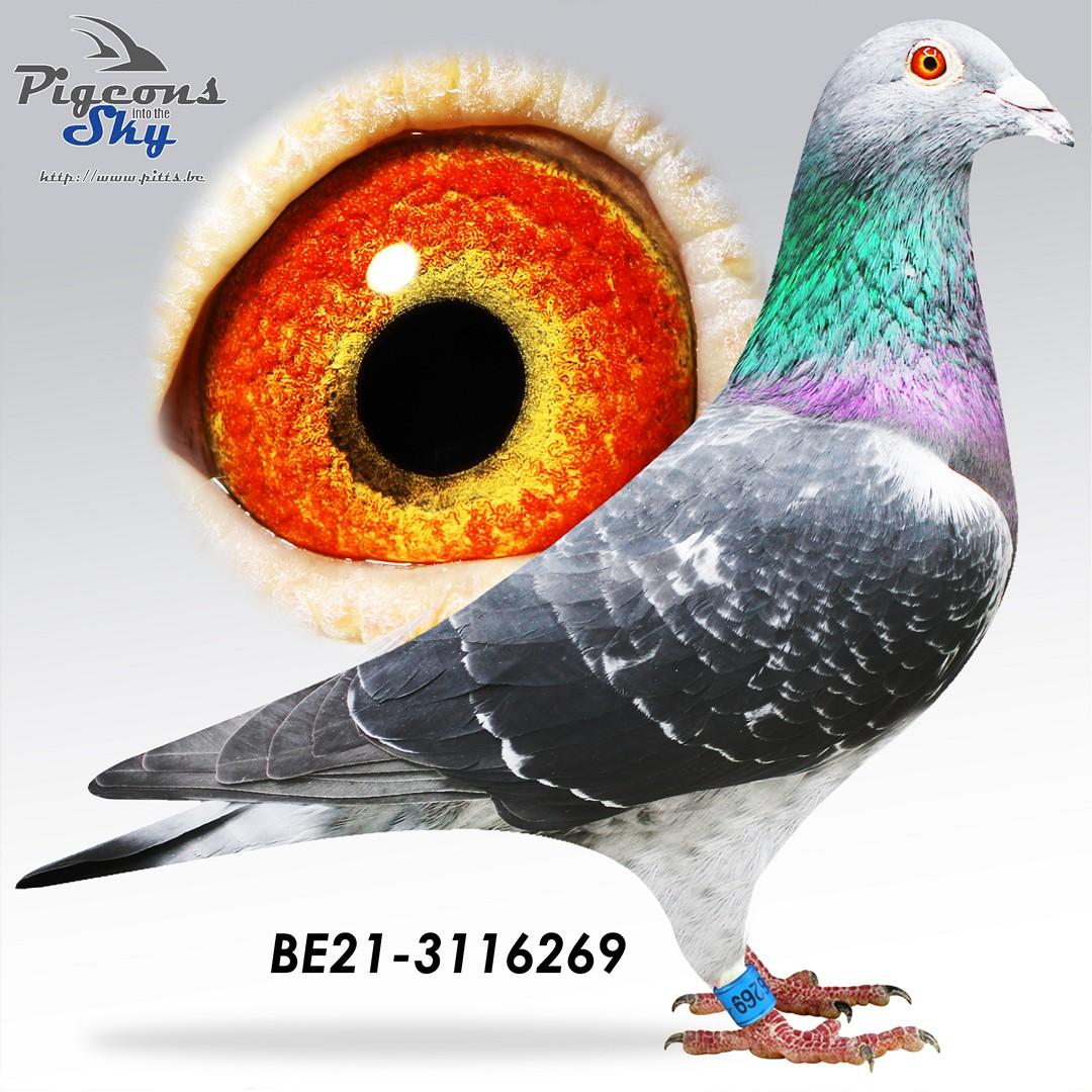 Silent Cas - Original Martens Frank & Marino