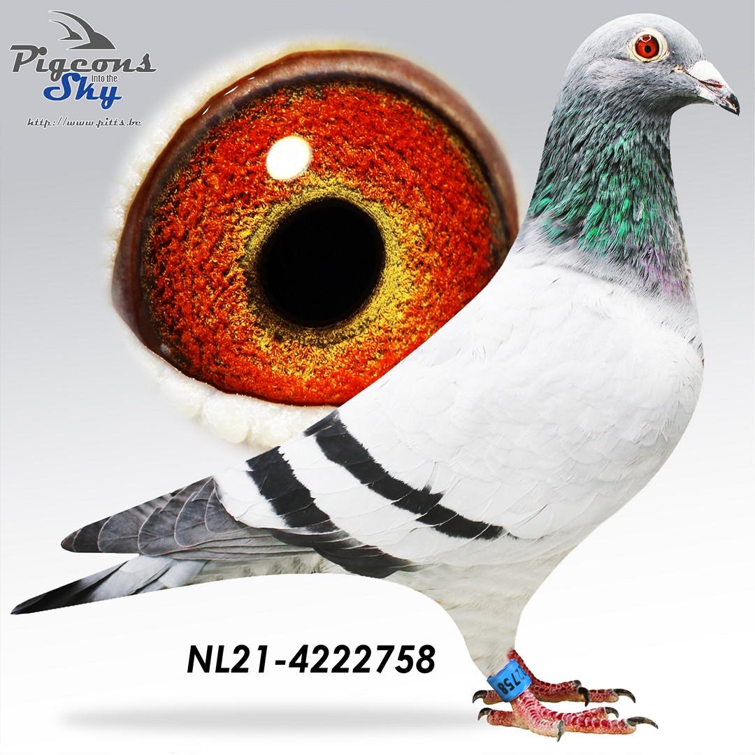 Zoon Jada x Dochter Jada - Original J. Vink