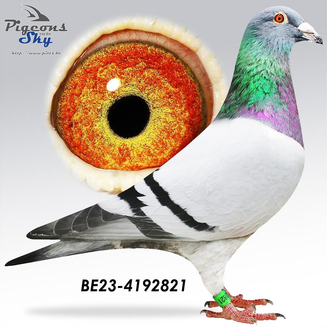 Zoon kleindochter 1° Inat Montelimar x Kleindochter 1° Narbonne - Original Daniel Aerens