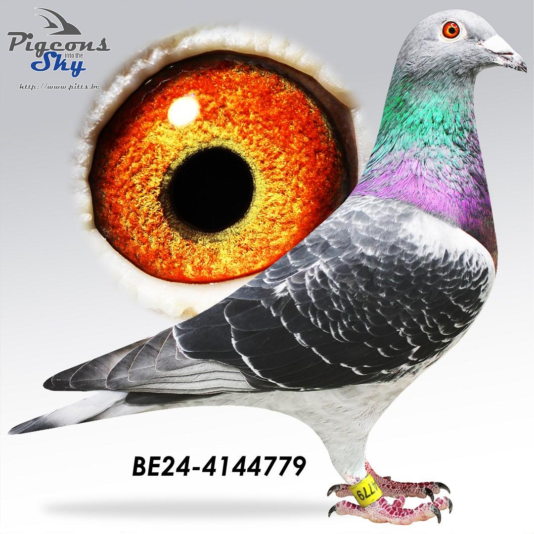 Zwarte 779 - Original Hok Boddaert