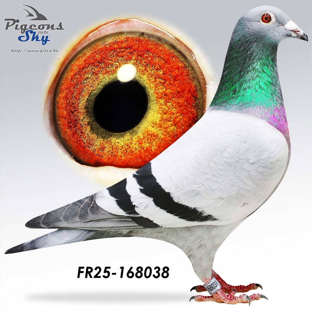 Jerry x Lucette - Original Hoflack Didier