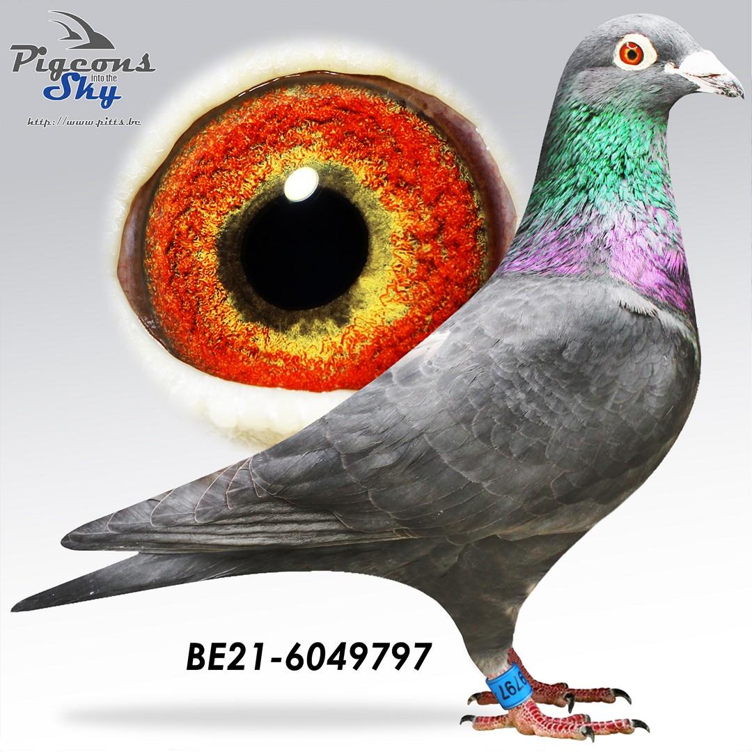 Zwarte zoon Boxer x De Karlo duivin 