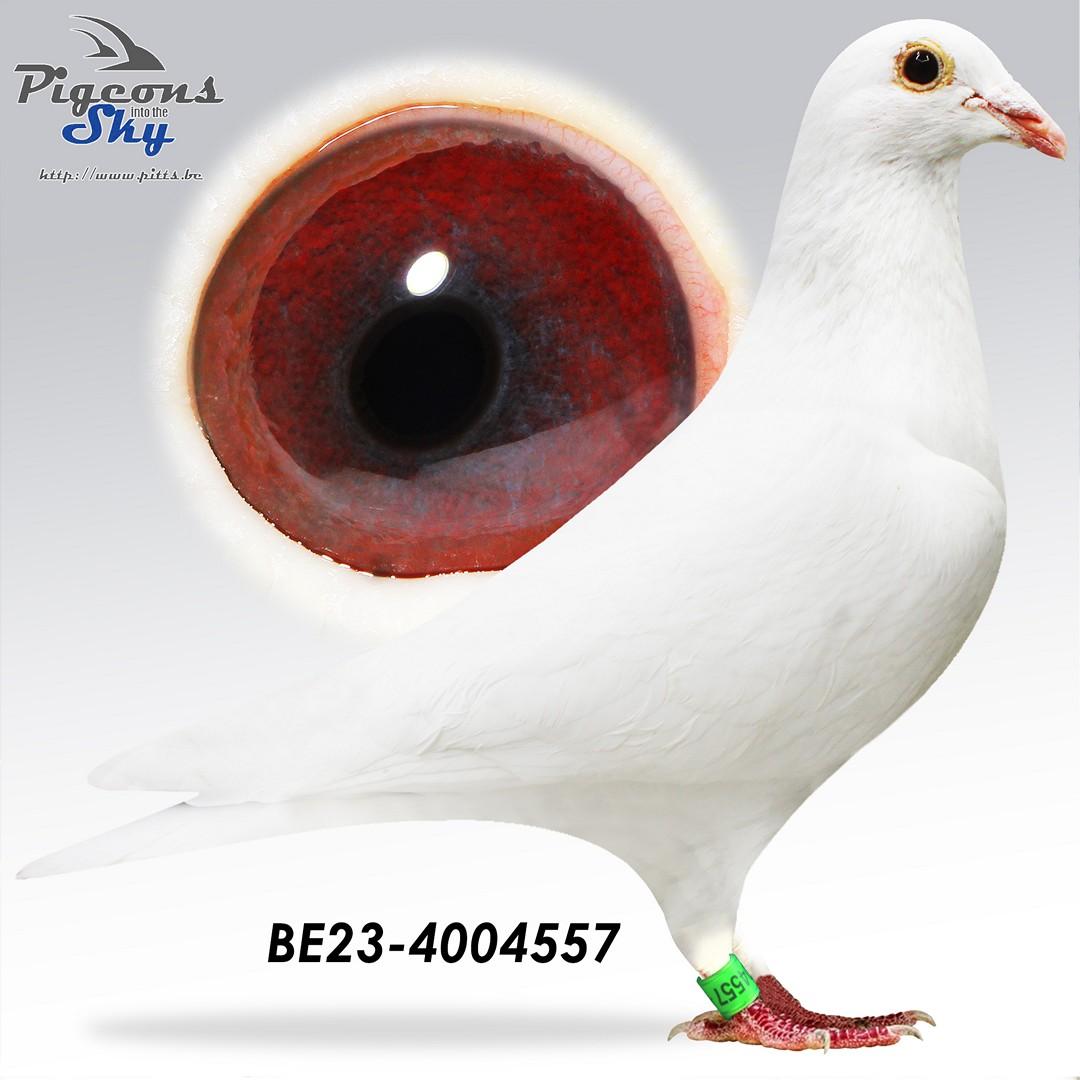 Zoon As GHF jaarse x Dochter kweekkoppel Fenomenaal 