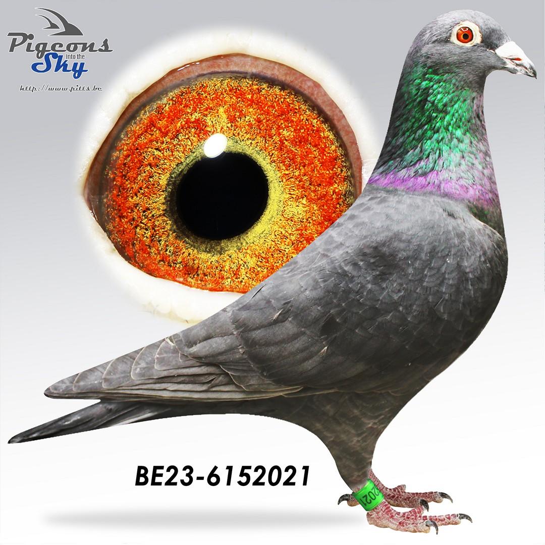 Zwarte zoon Boxer x Dochter Rode Slaets Alfons 