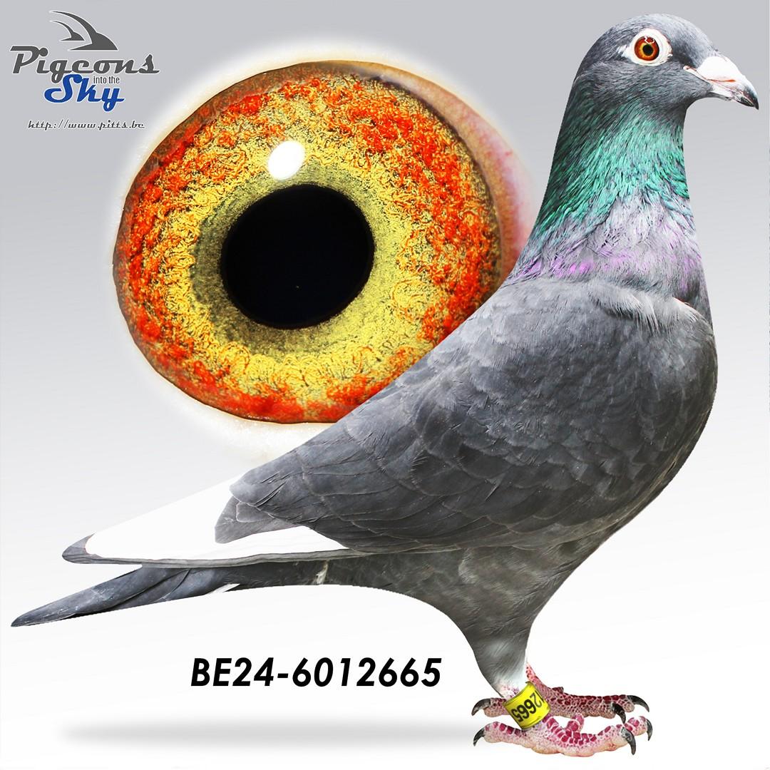 Zwarte zoon Boxer x De Karlo duivin 