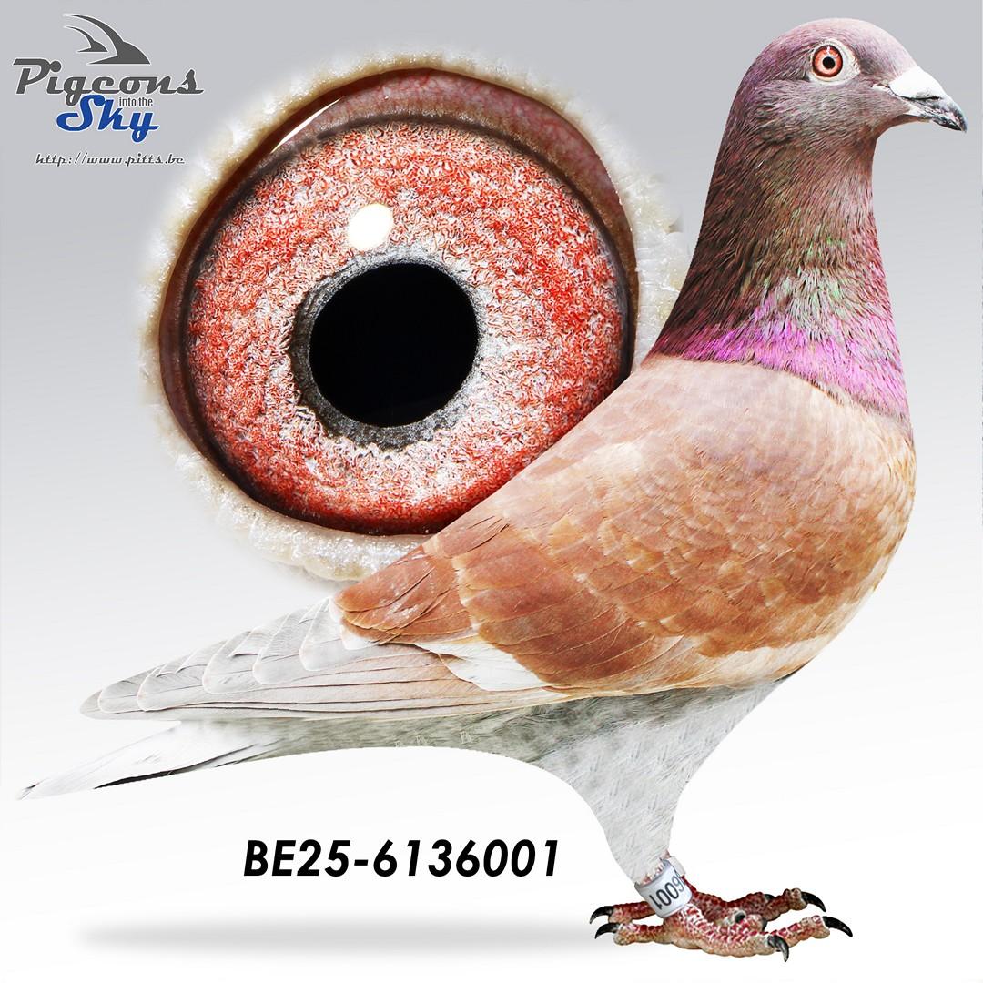 Lijn Choco x Dochter Rode Slaets Alfons 