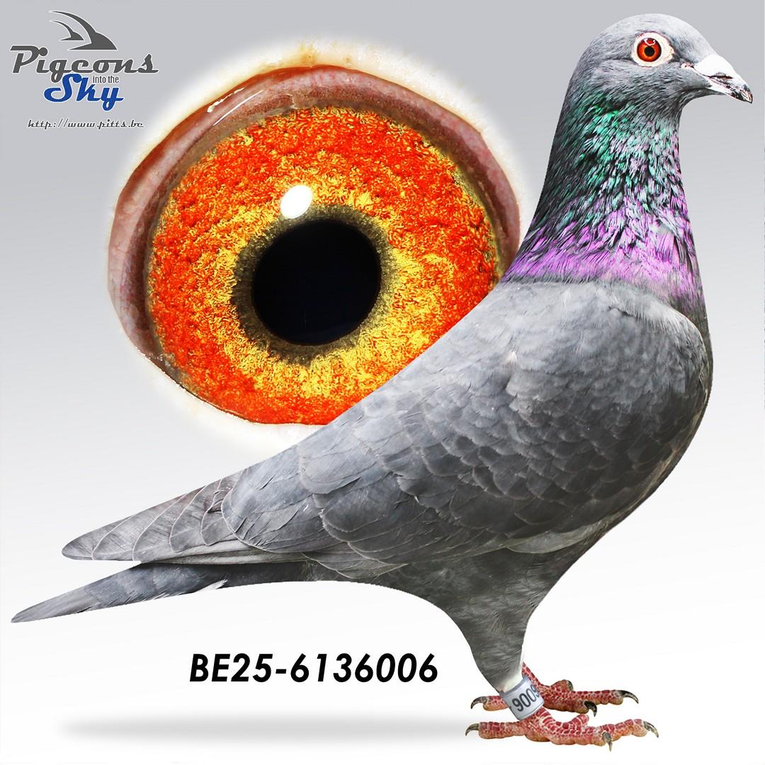 Zwarte zoon Boxer x Zwarte Leus 