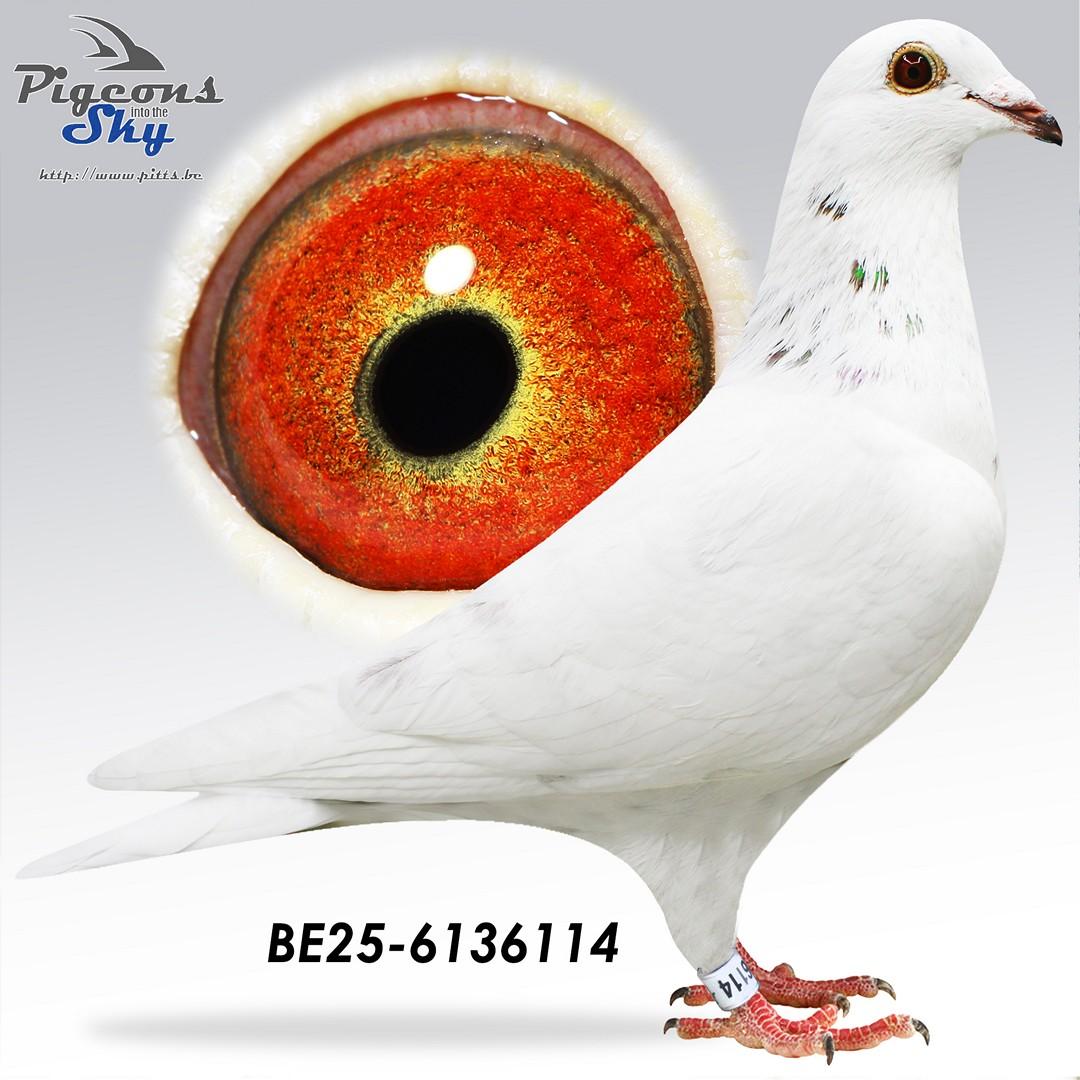 Zoon Flavo x Dochter kweekkoppel Fenomenaal 