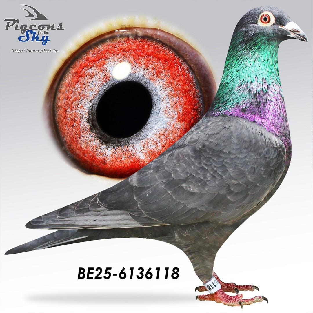 Kleinzoon new Eagle Eye x Zwarte Van Dijck-Geerinckx 