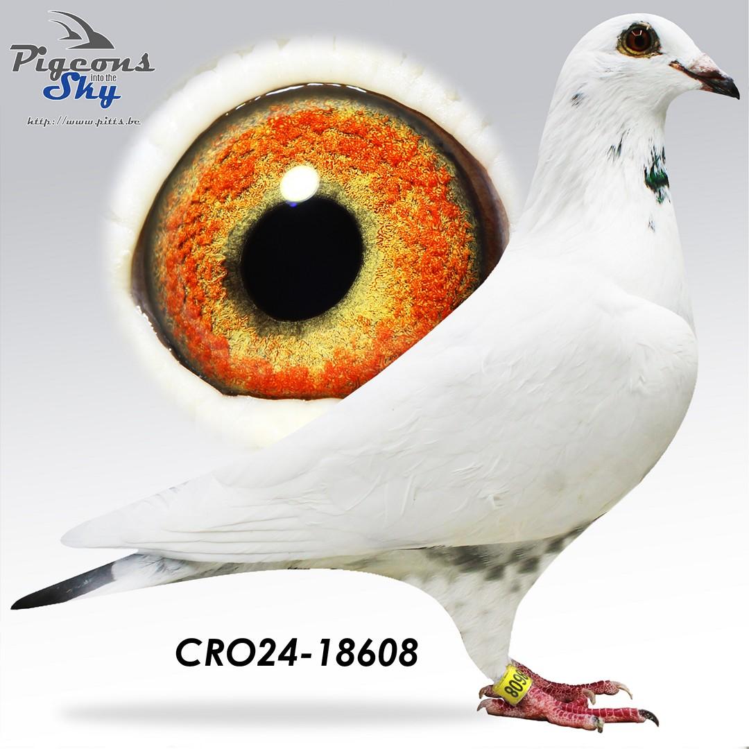 Grizly 608 - Original Filip Pudic