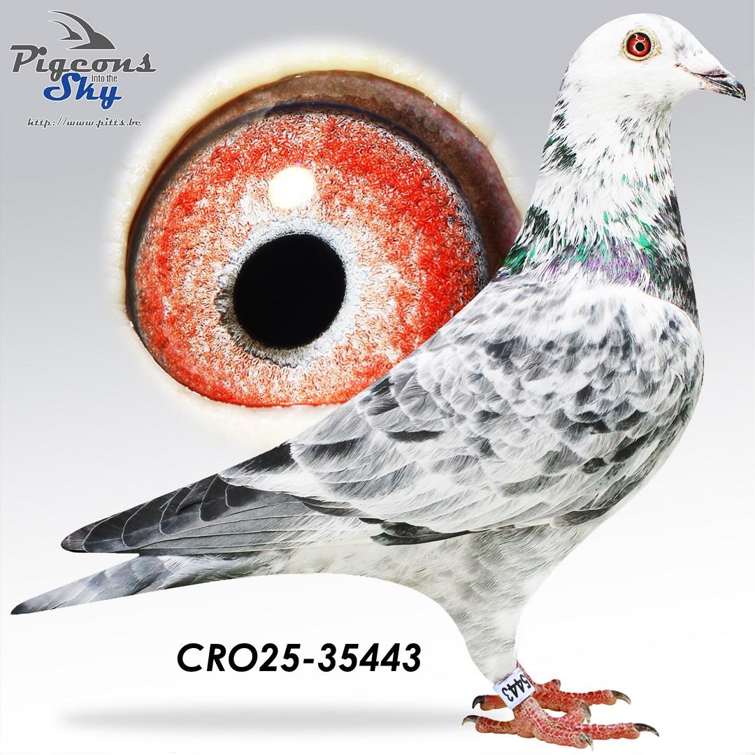 Gr.child famous "White Man" René Vervoort- Original Danijel Belavic