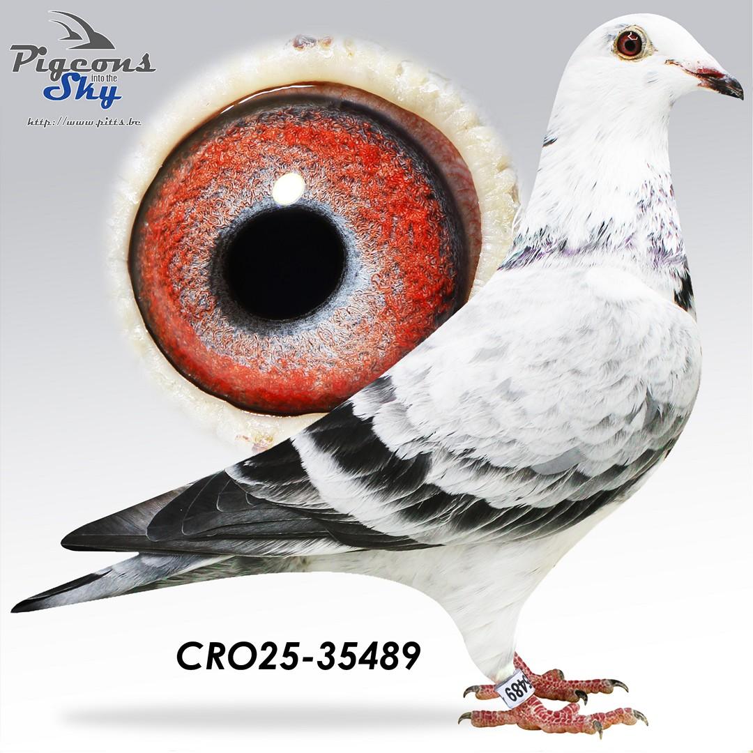 Gr.child famous "White Man" René Vervoort- Original Danijel Belavic