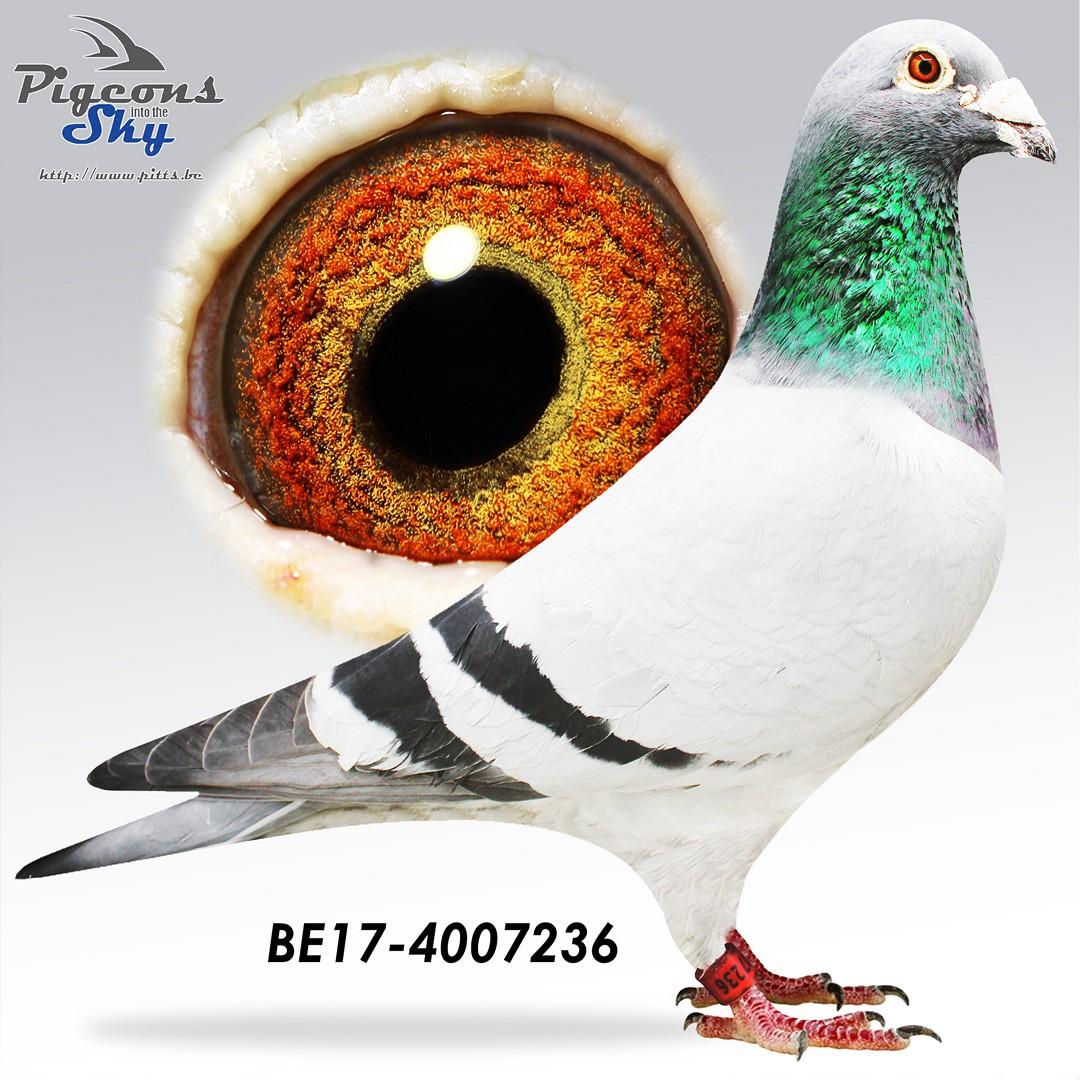 Speed Star - Original Van Laere Stijn en José