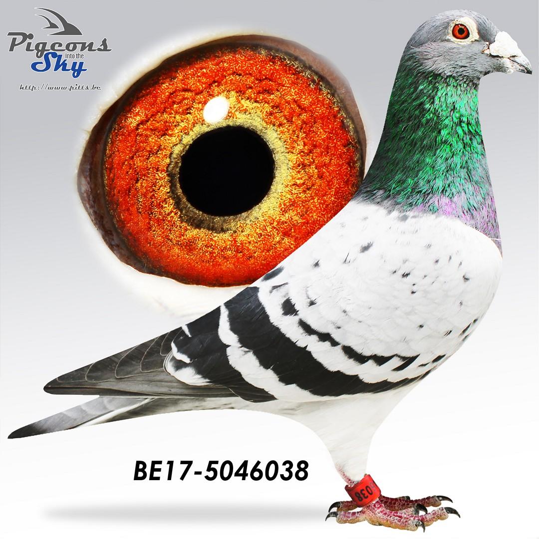 Asduif 80 x Dochter Antwerpenaar - Original Vrancken-Berden