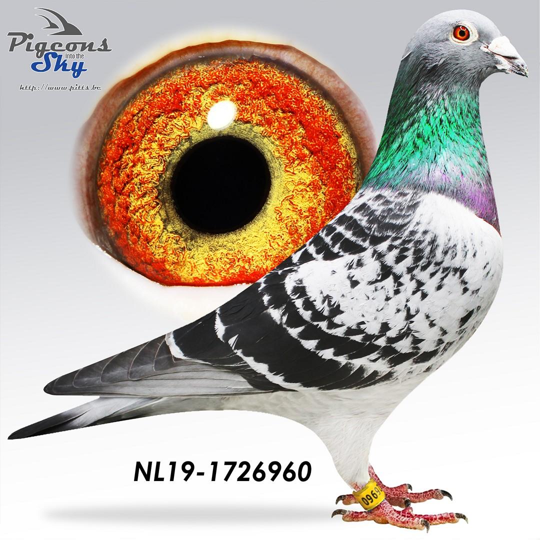 Twin 704 x Dochter Eurojack - Original Ad Schaerlaeckens