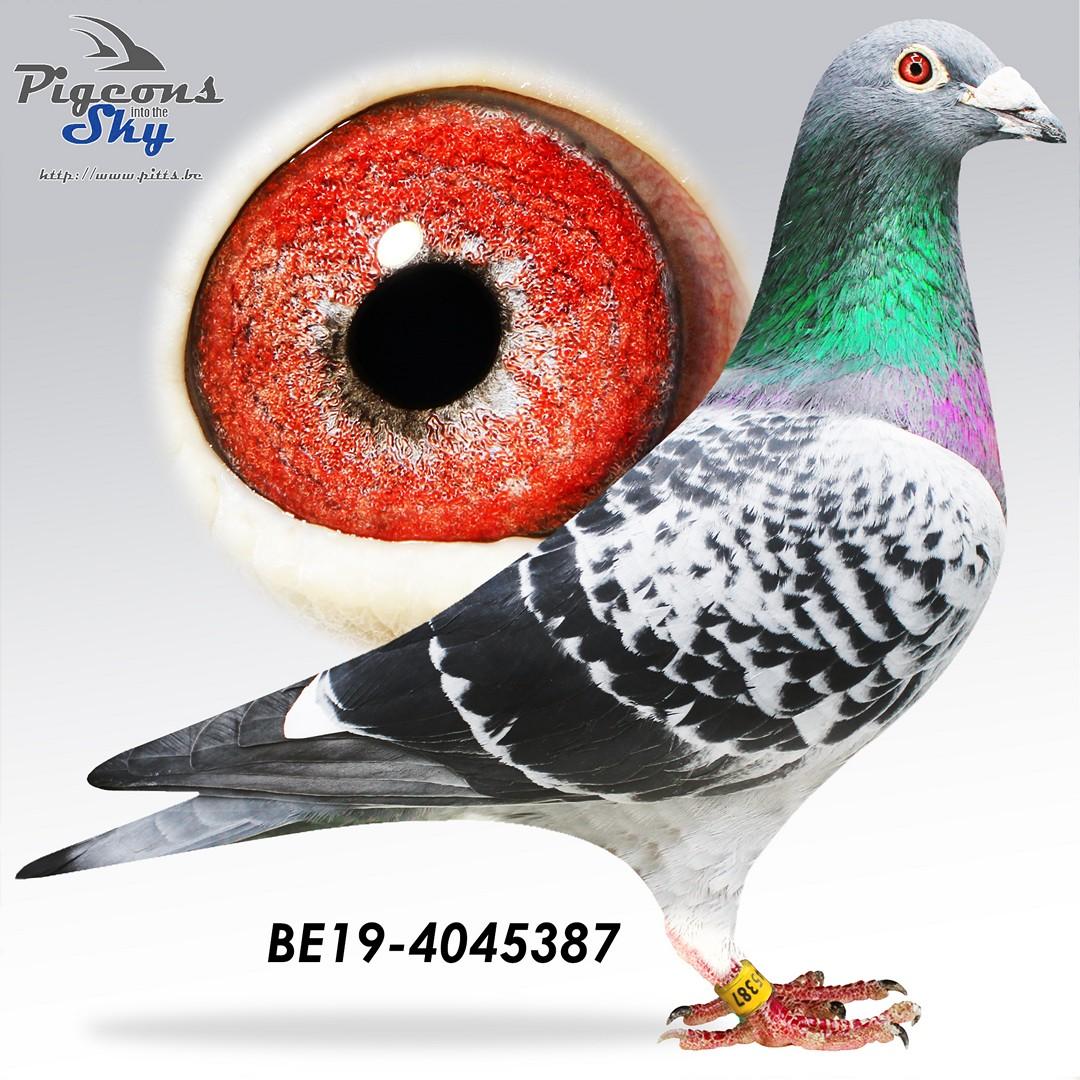 Child New Eagle Eye - Original Marc De Cock