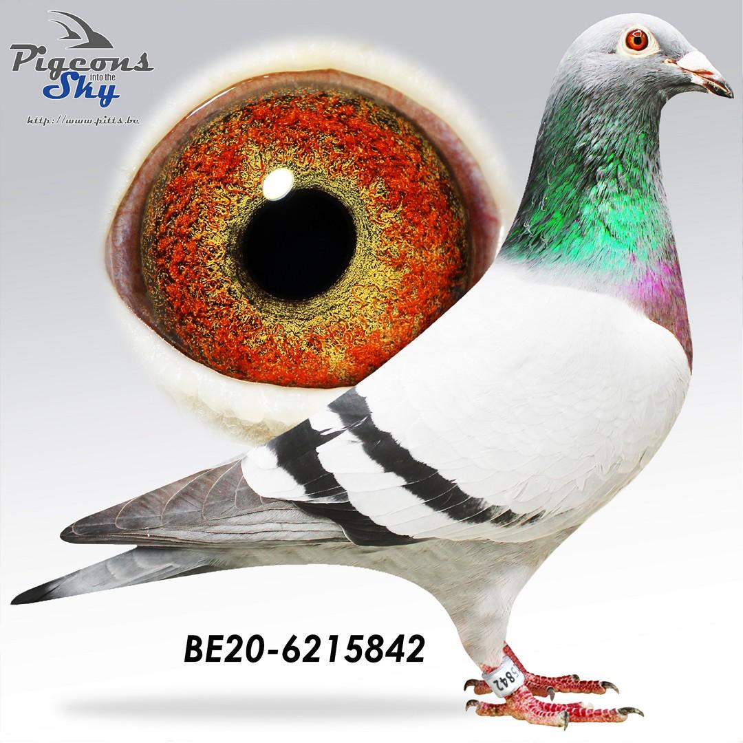 Genopte Pitbull x La Perla - Original Van Hoof Patrick